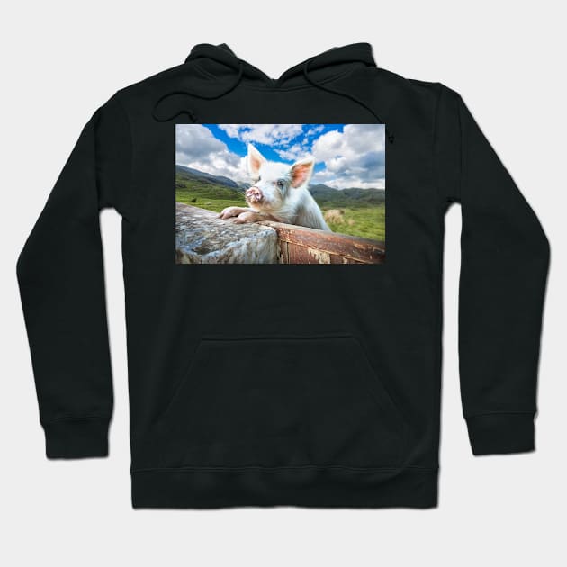 Cute White Pig Looking Over Wall Hoodie by GrahamPrentice